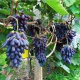 Sweet Sapphire Grape Seeds | Limited Stock | Order Now