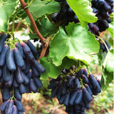 Sweet Sapphire Grape Seeds | Limited Stock | Order Now