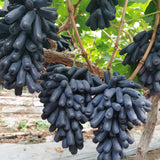 Sweet Sapphire Grape Seeds | Limited Stock | Order Now
