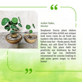 Stephania Erecta Plant | 🔥FLAT 50% OFF SALE🔥